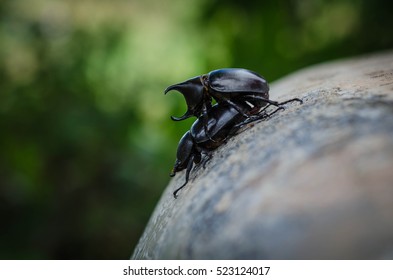 insects mating