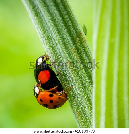 Insects mating. Ladybug and eating a aphid