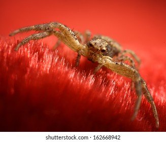 insects on a beautiful background 