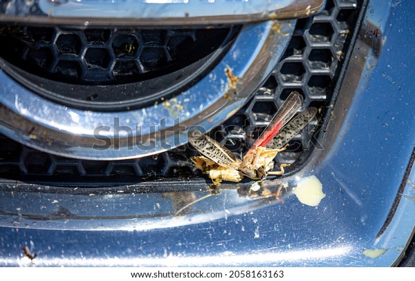 Insects on the\
bumper of the car. Locust plague. Dirty bumper and hood of a car\
after a trip on the Autobahn. Insects crash into the car at high\
speed and are smashed to\
death.