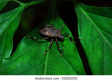 Insects on the leaf