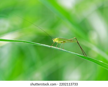 Insects On Leaves Pampas Grass On Stock Photo 2202113733 | Shutterstock