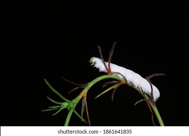 Insects Parasitized By Beauveria Bassiana