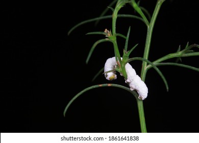 Insects Parasitized By Beauveria Bassiana