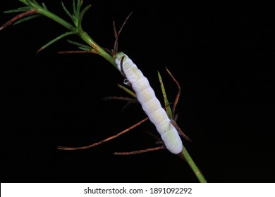 Insects Parasitized By Beauveria Bassiana