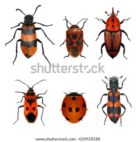 Insects red collection (beetles and bugs). Isolated on a white background