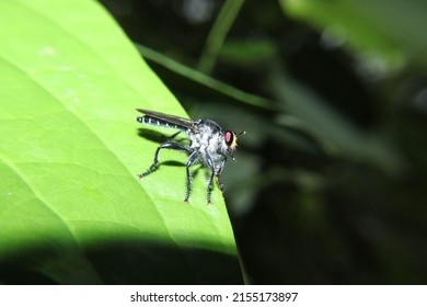 insects, Robber flies (Asilidae) on leaves in Indonesian forest areas, beautiful pests with lots of hair and red eyes and body structures arranged in layers that look like robots