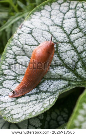 Insects, slug on a motley sheet in the garden