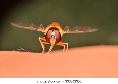 Insects Sting On Hand