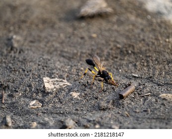 Insects Suck Water From Moist Soil. Albania.