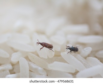 54 Insects that eat and destroy raw rice Images, Stock Photos & Vectors ...