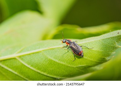 The insects that inhabit the green leaves of wild plants are the small horned flower like firefly and the female