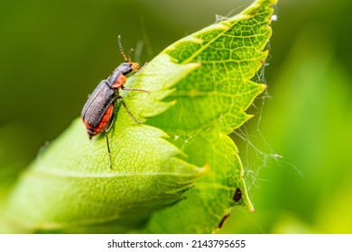 The insects that inhabit the green leaves of wild plants are the small horned flower like firefly and the female