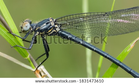 insects in the wild, wild dragonfly photos