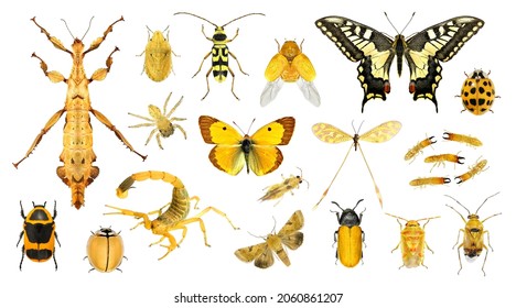 Insects Yellow Collection Isolated On White Stock Photo 2060861207 ...