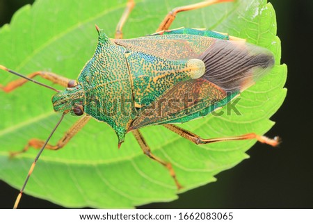 Insect.Stinkbug(Arthropoda: Insecta: Hemiptera: Pentatomidae:Eocanthecona formosa).
On leaf.
In Wufeng Township, Hsinchu County, Taiwan.