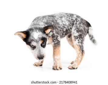 Insecure Puppy Standing Sideways While Looking At Camera. 9 Week Old Puppy Dog Unsure, Weary Or Low Confidence Body Language. Australian Heeler Or Blue Heeler. Black And White Puppy. Selective Focus.