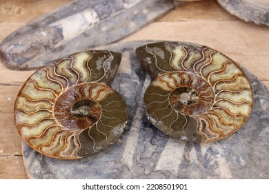 Inside Of Ammonites, Extinct Cephalopod Mollusk Fossils