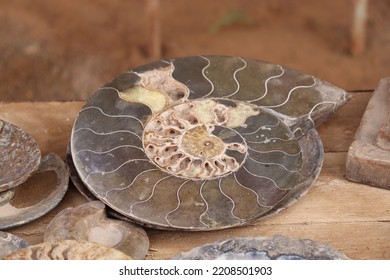 Inside Of Ammonites, Extinct Cephalopod Mollusk Fossils