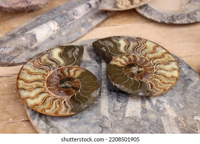 Inside Of Ammonites, Extinct Cephalopod Mollusk Fossils