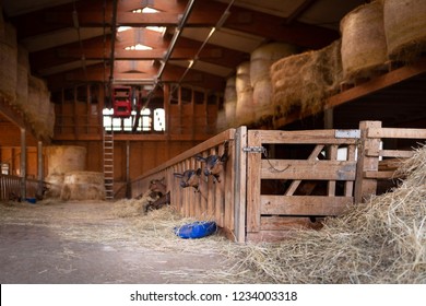 inside a barn with goats