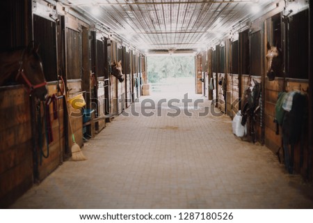 Inside the bright and clean stables of an equestrian farm with horses poking their heads out of the stalls.