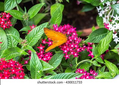 Inside Butterfly Garden Singapore Airport Stock Photo (Edit Now) 430011733