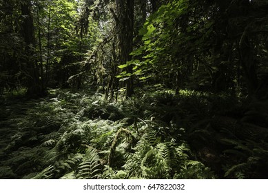 inside cathedral grove forest