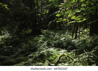 inside cathedral grove forest