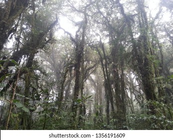 Inside the cloud forest
