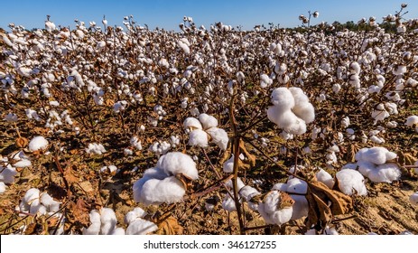 Inside Of A Cotton Field In South Carolina Usa