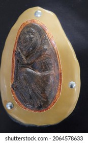 Inside of a dinosaur egg 