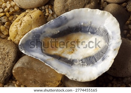 INSIDE OF EMPTY SPOON LIMPET SHELL WITH DARK MUSCLE SCAR