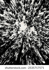 Inside the Eucalyptus Forest in Kenko