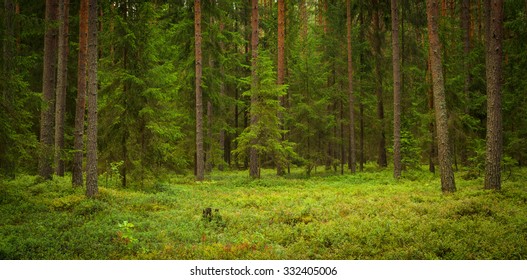 inside of the forest with pines, spruces and blackberry