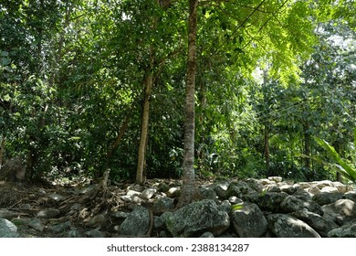 inside a forest with trees and rocks
