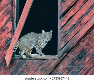 Inside the Frame - This Bobcat was inside an old barn window frame as well as my camera frame.