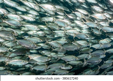 Inside A Giant Sardines School Of Fish Bait Ball