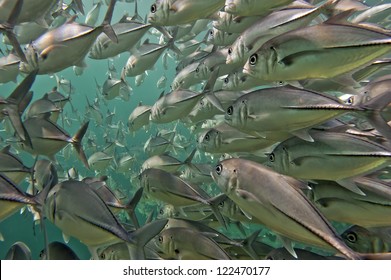Inside A Giant Travelly Tuna School Of Fish Close Up In The Deep Blue Sea