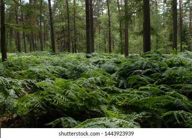 Inside A Green And Luscious Forest In The Netherlands