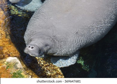 Inside A Group Of Florida Manatee - Trichechus Manatus Latirostris