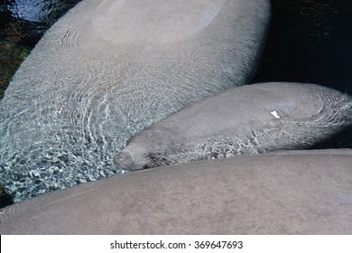 Inside A Group Of Florida Manatee - Trichechus Manatus Latirostris