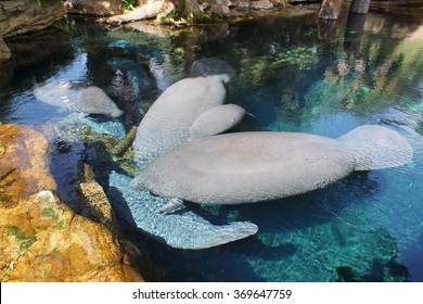 Inside A Group Of Florida Manatee - Trichechus Manatus Latirostris