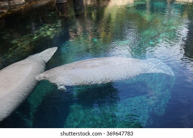 Inside A Group Of Florida Manatee - Trichechus Manatus Latirostris