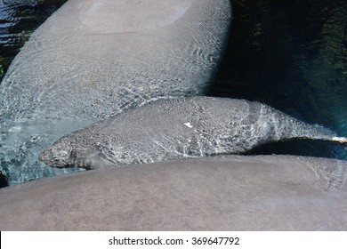 Inside A Group Of Florida Manatee - Trichechus Manatus Latirostris