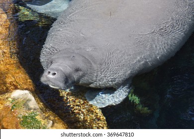 Inside A Group Of Florida Manatee - Trichechus Manatus Latirostris