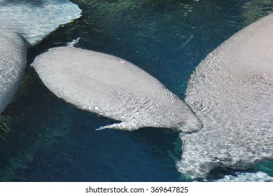 Inside A Group Of Florida Manatee - Trichechus Manatus Latirostris