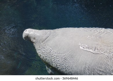 Inside A Group Of Florida Manatee - Trichechus Manatus Latirostris