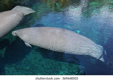 Inside A Group Of Florida Manatee - Trichechus Manatus Latirostris