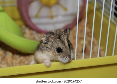 A Hámster Inside His Cage, Watching Outside The Cage, There Is A Hamster Wheel In The Background And A Slide.